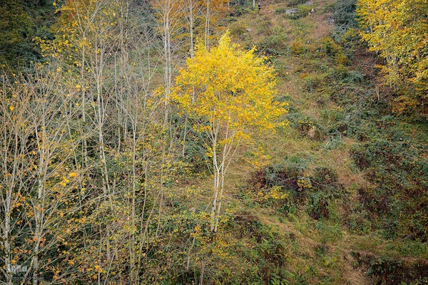 طبیعت پائیزی جنگل دالخانی و نمک آبرود مازندران
