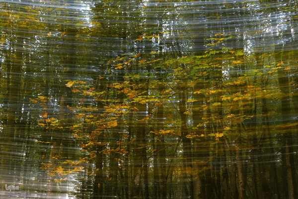 طبیعت پائیزی جنگل دالخانی و نمک آبرود مازندران