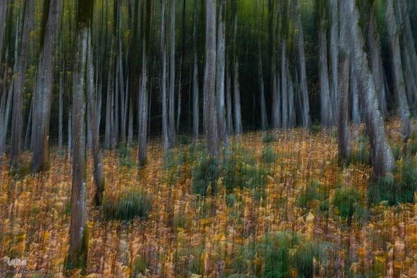 طبیعت پائیزی جنگل دالخانی و نمک آبرود مازندران