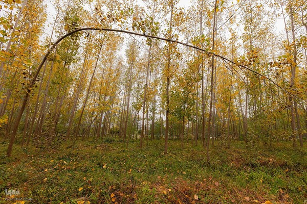 طبیعت پائیزی جنگل دالخانی و نمک آبرود مازندران