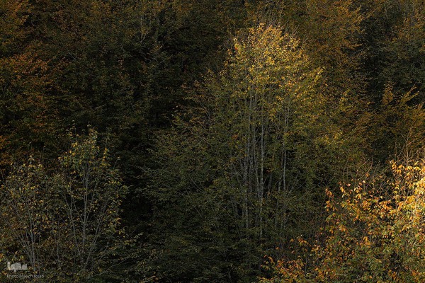 طبیعت پائیزی جنگل دالخانی و نمک آبرود مازندران