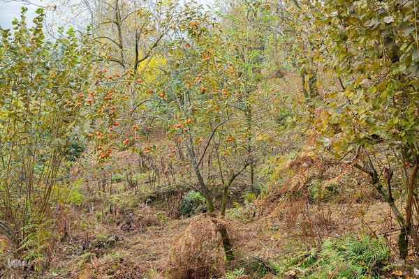 طبیعت پائیزی جنگل دالخانی و نمک آبرود مازندران