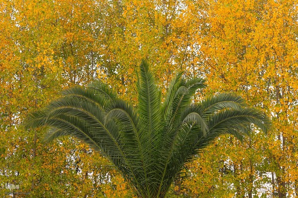 طبیعت پائیزی جنگل دالخانی و نمک آبرود مازندران