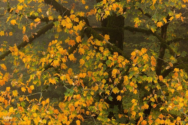 طبیعت پائیزی جنگل دالخانی و نمک آبرود مازندران