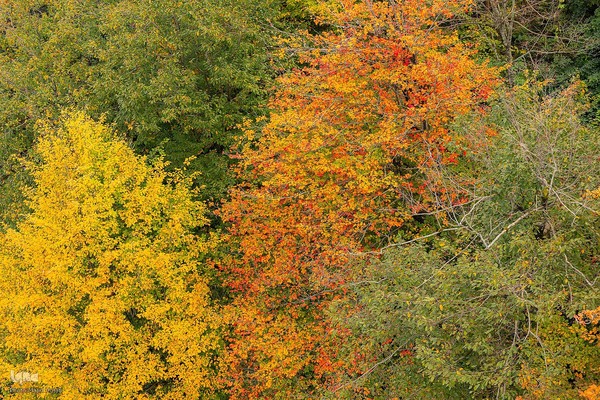 طبیعت پائیزی جنگل دالخانی و نمک آبرود مازندران
