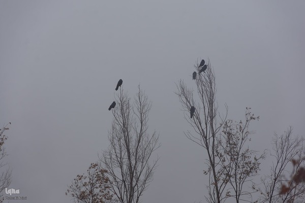 بارش باران پاییزی