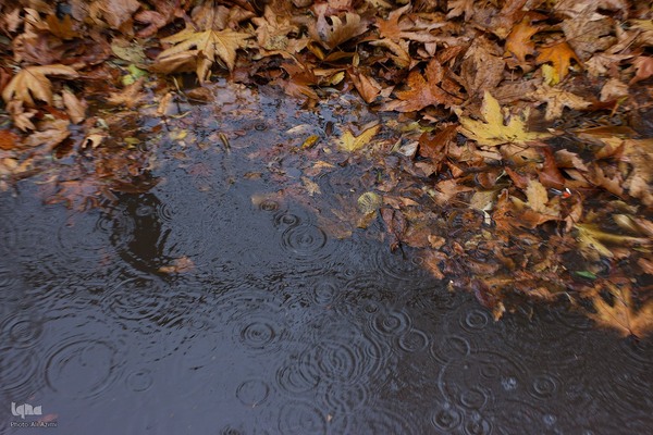 بارش باران پاییزی