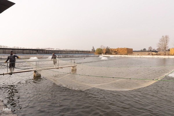 برداشت شب یلدایی‌ ماهی قزل آلا در تلیسه‌ نمونه