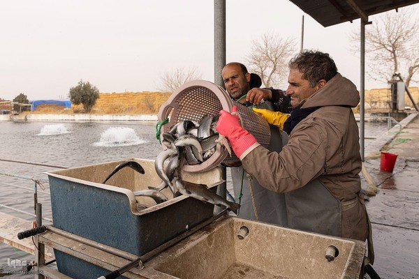 برداشت شب یلدایی‌ ماهی قزل آلا در تلیسه‌ نمونه
