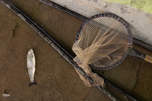 برداشت شب یلدایی‌ ماهی قزل آلا در تلیسه‌ نمونه
