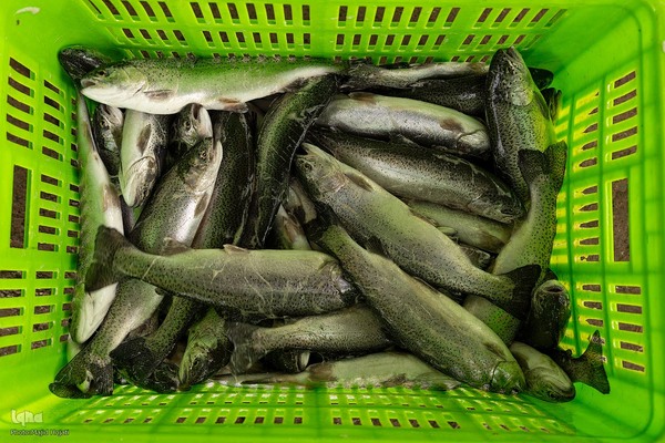 برداشت شب یلدایی‌ ماهی قزل آلا در تلیسه‌ نمونه