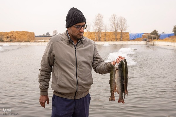 برداشت شب یلدایی‌ ماهی قزل آلا در تلیسه‌ نمونه