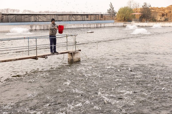 برداشت شب یلدایی‌ ماهی قزل آلا در تلیسه‌ نمونه