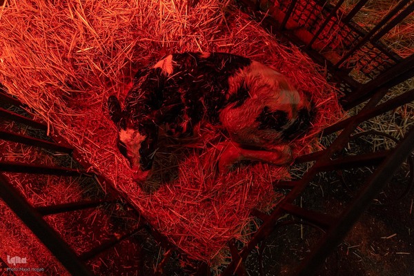 دامداری تلیسه نمونه تولید شیر ، دامداری تلیسه‌ نمونه خودکفایی در تولید شیر با تلیسه نمونه