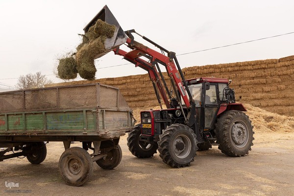 دامداری تلیسه نمونه تولید شیر ، دامداری تلیسه‌ نمونه خودکفایی در تولید شیر با تلیسه نمونه