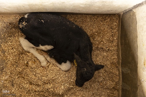 دامداری تلیسه نمونه تولید شیر ، دامداری تلیسه‌ نمونه خودکفایی در تولید شیر با تلیسه نمونه