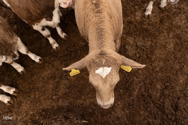 دامداری تلیسه نمونه تولید شیر ، دامداری تلیسه‌ نمونه خودکفایی در تولید شیر با تلیسه نمونه