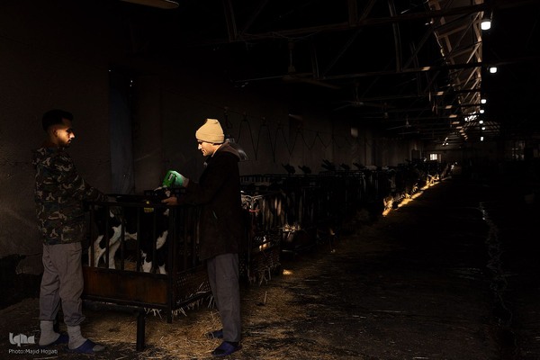 دامداری تلیسه نمونه تولید شیر ، دامداری تلیسه‌ نمونه خودکفایی در تولید شیر با تلیسه نمونه