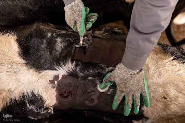 دامداری تلیسه نمونه تولید شیر ، دامداری تلیسه‌ نمونه خودکفایی در تولید شیر با تلیسه نمونه