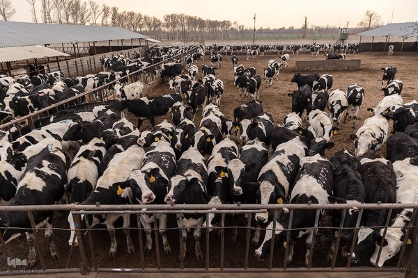 دامداری تلیسه نمونه تولید شیر ، دامداری تلیسه‌ نمونه خودکفایی در تولید شیر با تلیسه نمونه