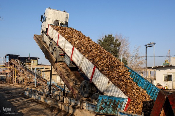 خوداتکایی در تولید شکر