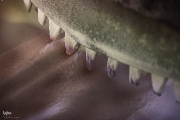 خوداتکایی در تولید شکر