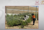 Distribution de 5 000 plants : le Parc Coranique du Qatar renforce son action environnementale