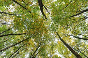 Automne dans les forêts du nord de l’Iran